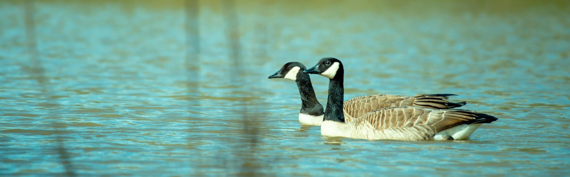 Two Canada geese gracefully swimming on a calm lake with a natural backdrop.