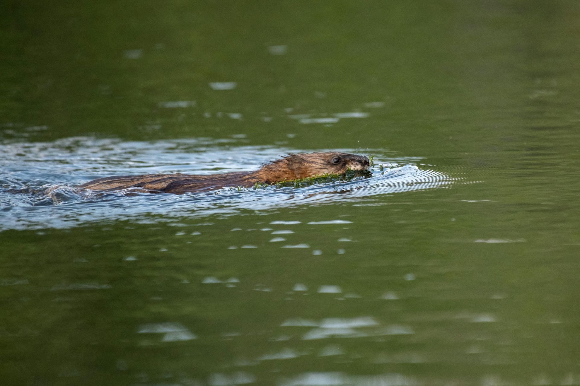 A muskrat swimming in a calm pond among natural surroundings.