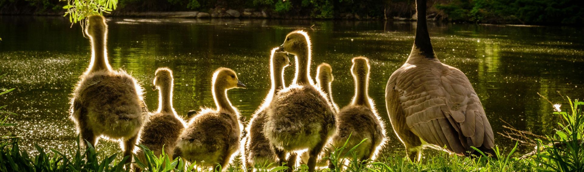 Sunlit family of Canadian geese enjoying a tranquil morning by the pond