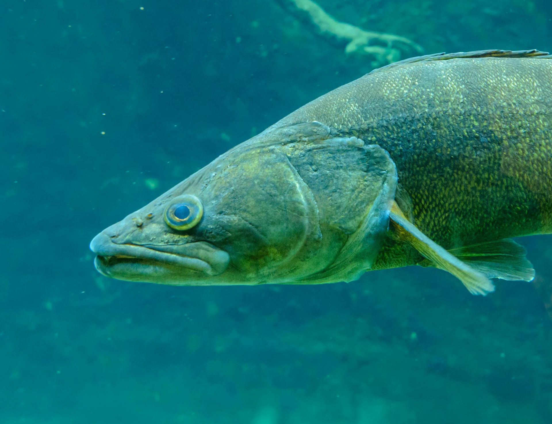 Detailed close-up image of a walleye swimming underwater in an aquarium.