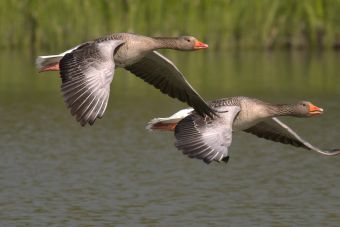 Two greylag geese fly gracefully above a peaceful lake, showcasing their natural beauty.