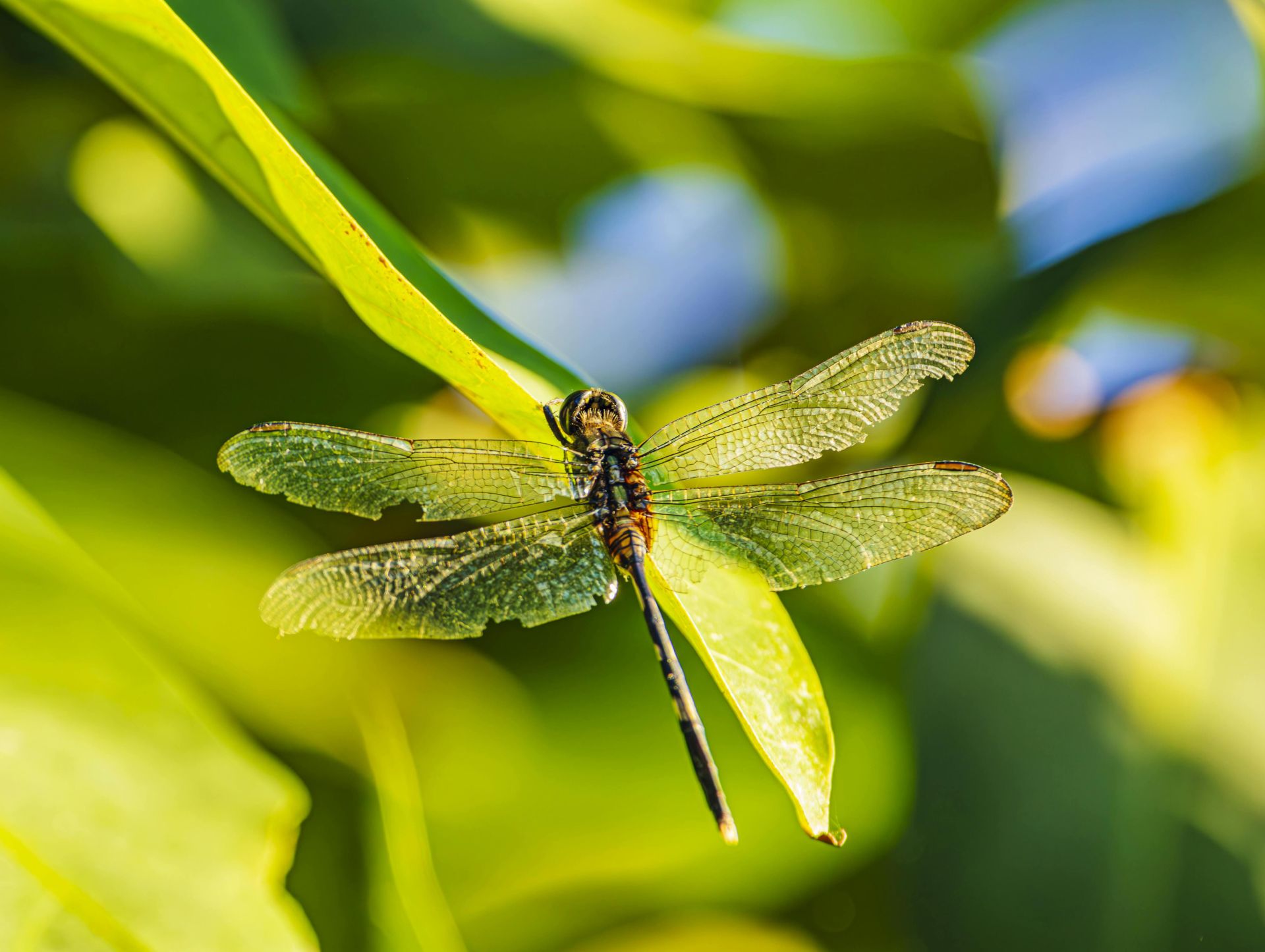 Detailed shot of a dragonfly resting on a leaf, showcasing its sunlit, delicate wings in a natural setting.