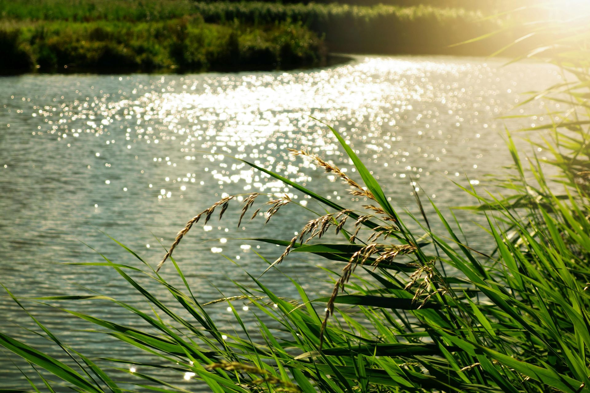 Peaceful river scene with sunlight reflecting on water and lush green reeds in the foreground.