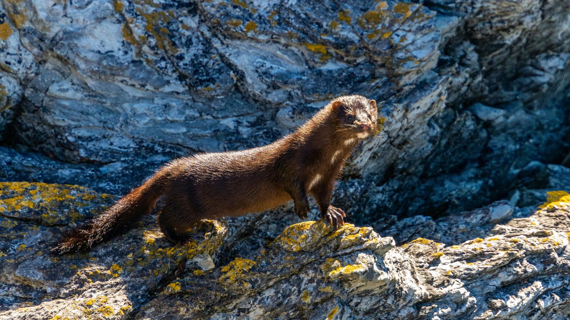 A wild mink stands on rocky terrain in Ushuaia, Argentina, captured in natural light.