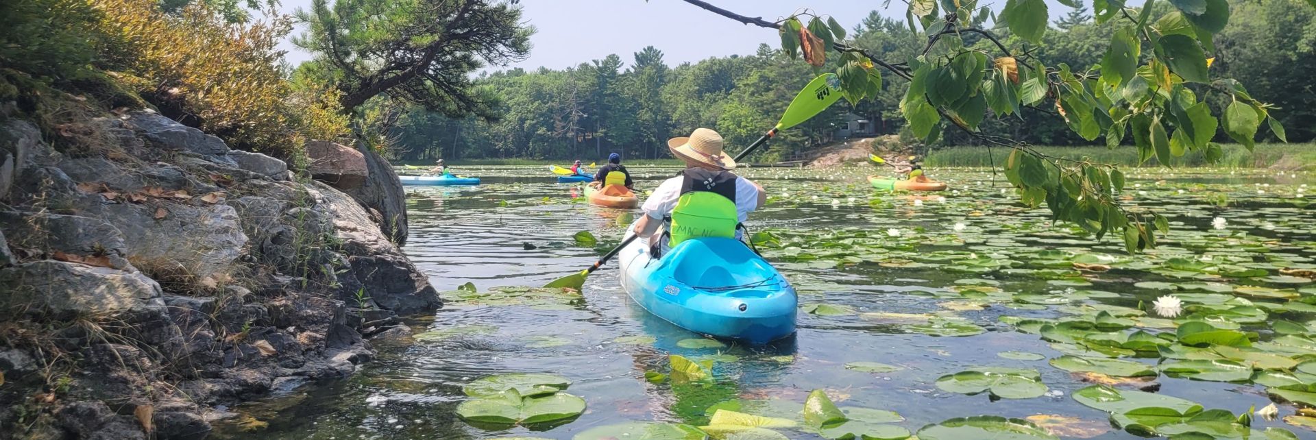 Purple Heron, Ardea purpurea, at Waterfall Estate, Gauteng, South Africa